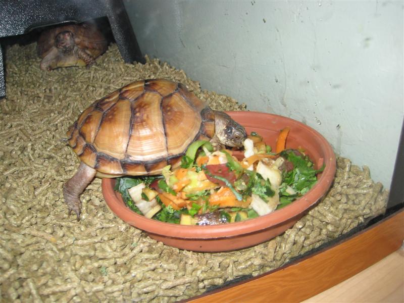 Jess2ndBDay_MumPics (10) (Medium).JPG - That's right little fellow, you enjoy some nice veggies... from the comfort of your terrarium that is!